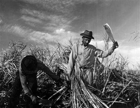 Timeline Of Agricultural Labor In The Us Nfwm