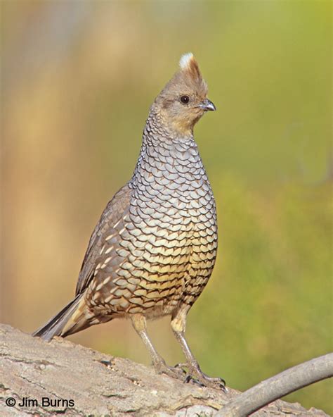 Scaled Quail