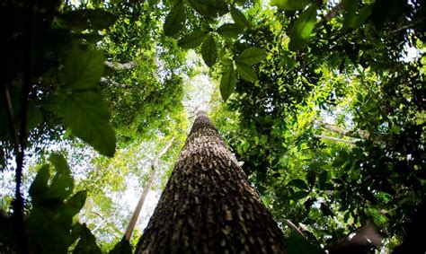 Florestas Plantadas No Brasil Alcan Am Milh Es De Hectares