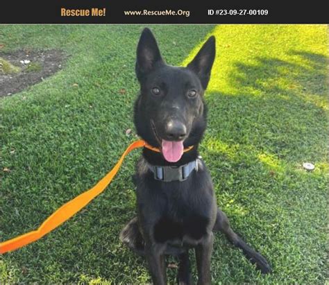 Adopt Belgian Malinois Rescue Moreno Valley Ca