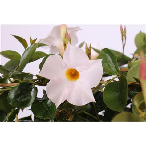 Dipladenia P17 Rek Diamantina Jade White MA2P17R2JW FloraXchange