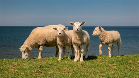 Premium Photo Lambs And Sheep On The Dutch Dike By The Lake