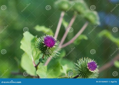 Arctium Minus Lesser Burdock Flowers Closeup Selective Focus Stock Image Image Of Garden