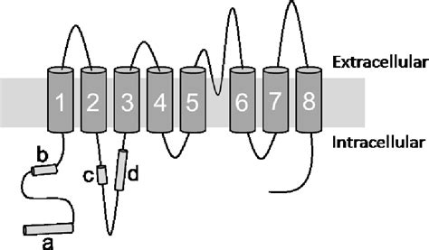 Figure 11 From Characterizing Calcium Activated Chloride Secretion Implications For Sex Linked