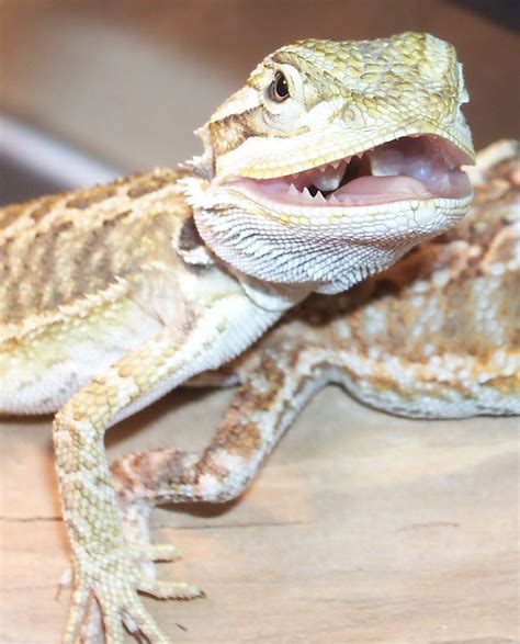 Teeth that bite only fresh greens and exoskeletons. Bearded dragon - Pogona vitticeps. More pics ...