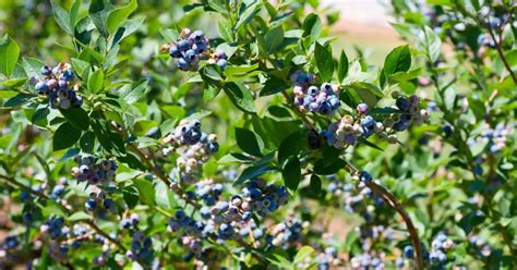 Do Blueberry Bushes Lose Their Leaves In Winter? - Backyard Eden