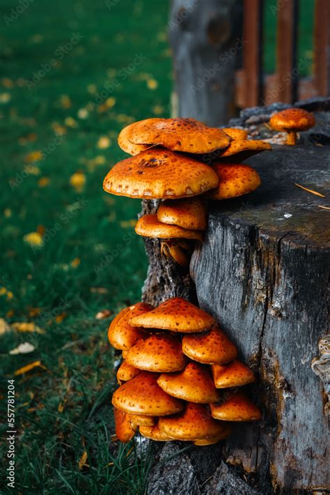 Foto De Orange Ringless Honey Mushrooms Large Group Of Colorful