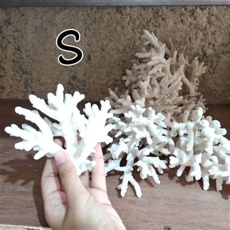 Batu Karang Laut Asli Natural Coral Anemon Dekorasi Ornamen Aquarium