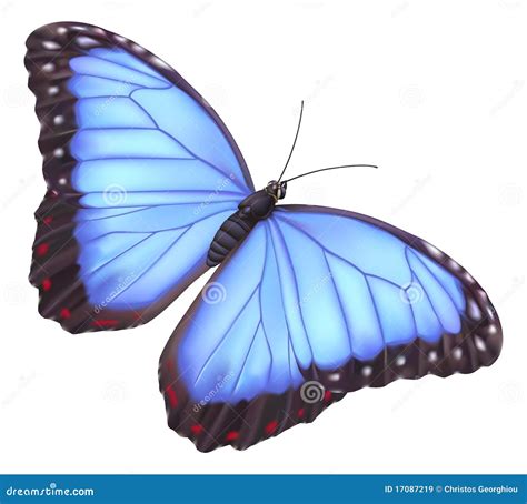 Blue Morpho Butterfly Royalty Free Stock Images Image 17087219