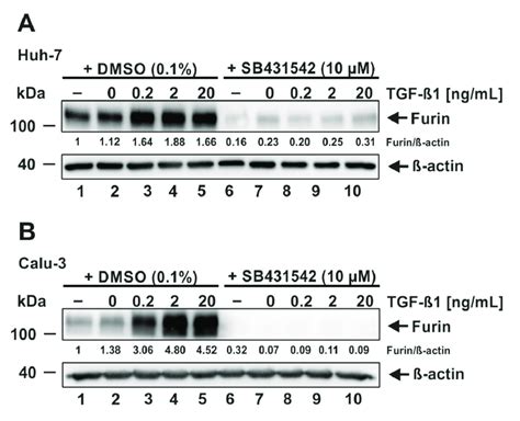 Prevention Of Tgf ß1 Induced Furin Expression By The Alk5 Inhibitor