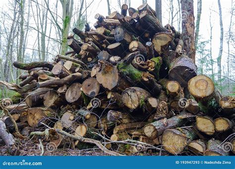 árvores Derrubadas Em Uma Pilha De Troncos De árvores Derrubadas Imagem