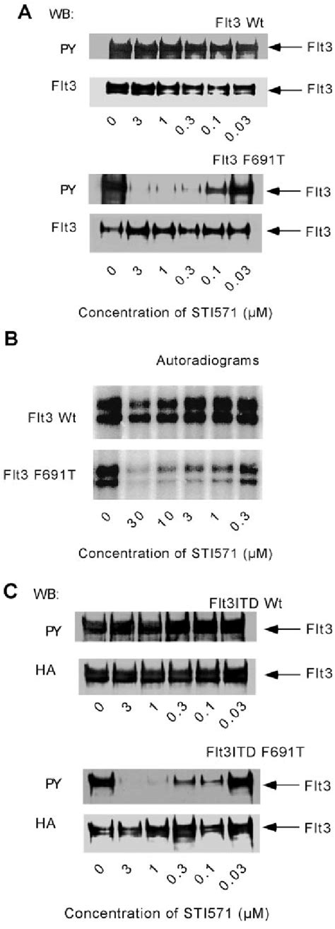 Flt3 F691t Is Sensitive To Inhibition By Sti 571 Flt3 Or The Indicated