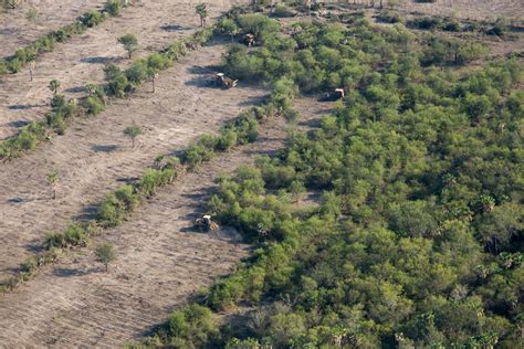 D Forestation Les Ong Tirent La Sonnette Dalarme Laube Dune