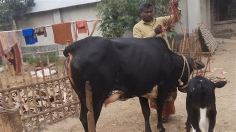 ৪ থেকে ৫ লিটার দুধের গাভী বাছুর দাম গ্রাম থেকে আজ মঙ্গলবার ৩০১২০২৩