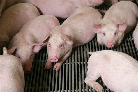 Biosecurity Best Line Of Defense Against African Swine Fever Pork Business