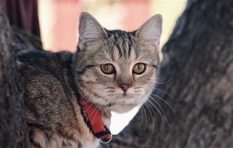 Premium Photo | A cat with a red collar