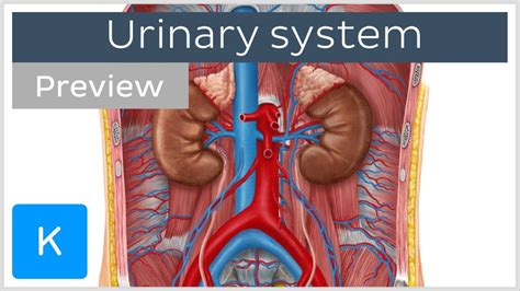 Urinary System Organs And Functions Preview Human Anatomy Kenhub Youtube