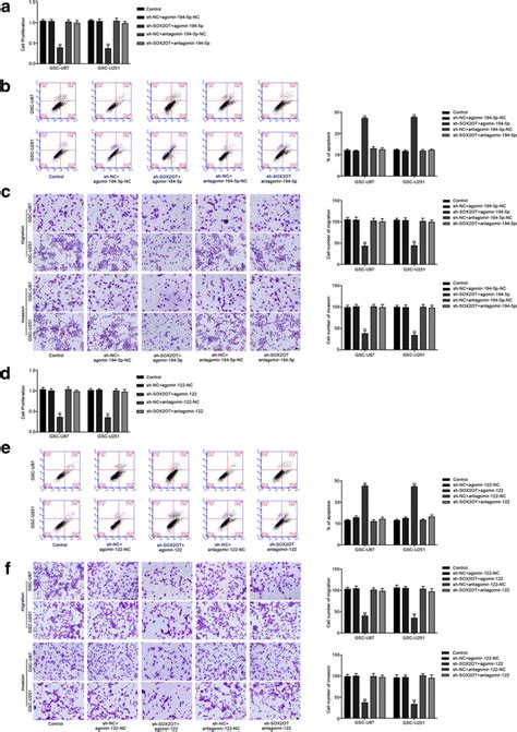 Mir P And Mir Mediated The Tumor Suppressive Effects Of Sox Ot