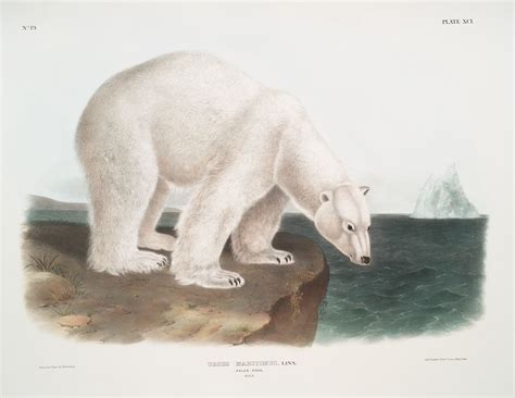 Ursus Maritimus Polar Bear Male By John Woodhouse Audubon Artvee