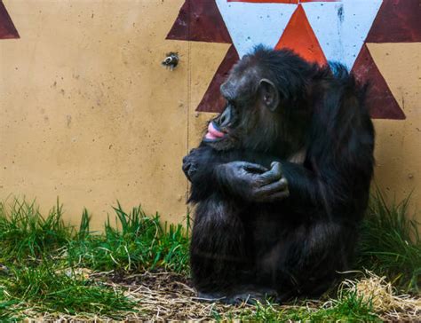 Best Monkey Lips Stock Photos Pictures And Royalty Free Images Istock