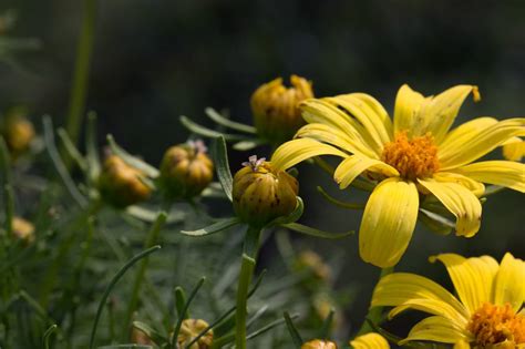 Plant Of The Month Giant Coreopsis