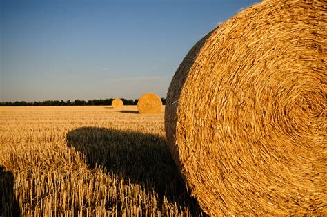 Banco de imagens plantar feno fardo campo trigo verão Comida