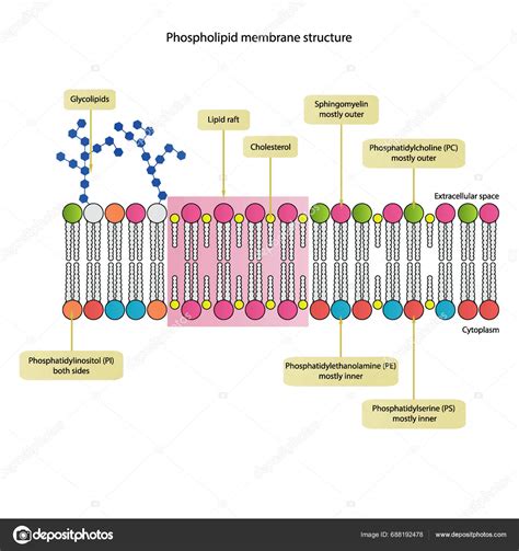 Diagrams Showing Schematic Structure Cytoplasmatic Membrane Including