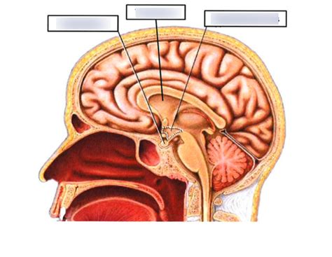 Thalamus Diagram Quizlet