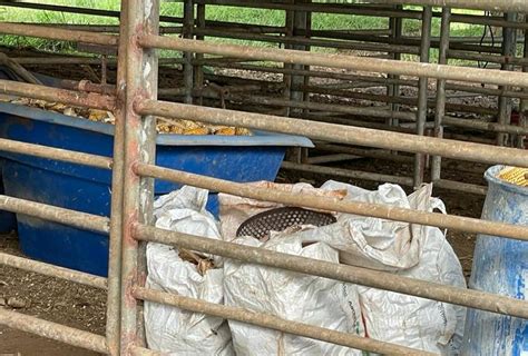 Confirman Caso De Hantavirus En Un Paciente De La Provincia De Herrera