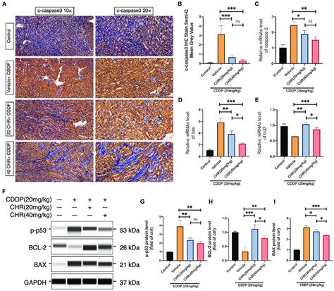 Chrysophanol Pretreatment Relieved Cddp Induced Nephritic Apoptosis