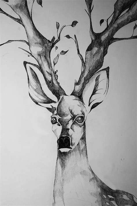 Stag Sapling On Behance