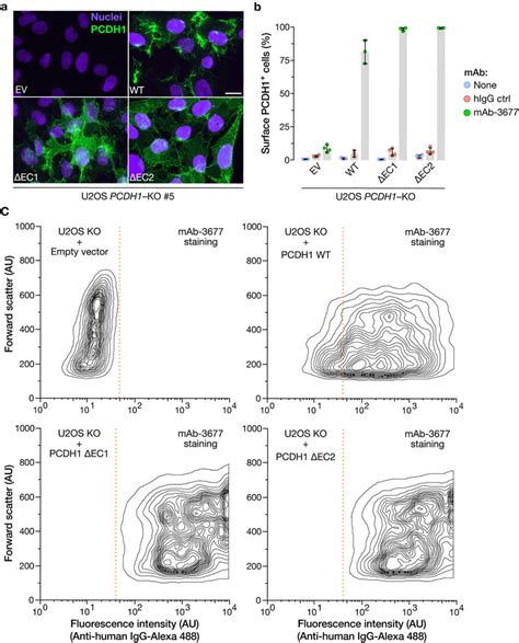 Expression And Plasma Membrane Localization Of Pcdh1 Variants Lacking