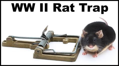 What S The Best Rat Trap The Best Rat Trap Bait By The 40 Off