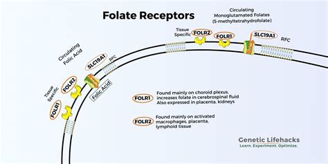 Folr And Folr Transporting Folate Folinic Acid And Folic Acid Into