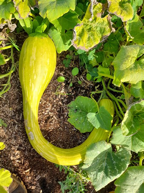 Seed Freaks Squash Zucchinipumpkin Tromboncino Seedfreaks Sow