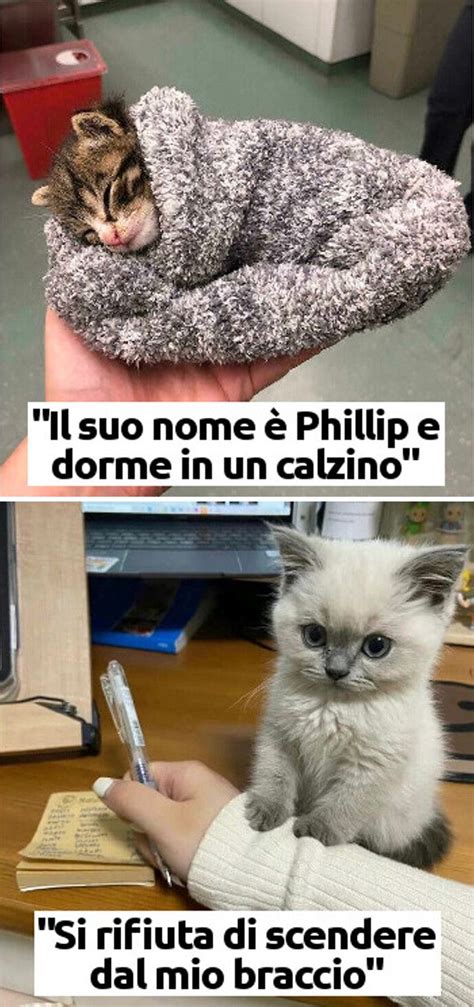 Gruppo Online Celebra I Gattini Che Sono Illegalmente Piccoli Ed Ecco