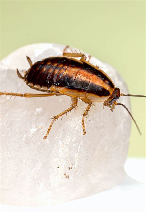 Cockroach Pest Control