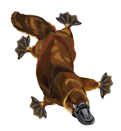 Free Platypus Cliparts Download Free Platypus Cliparts Png Images