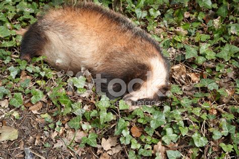 Female Badger At The Roadside Stock Photo Royalty Free Freeimages