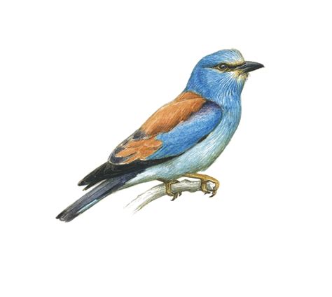 European Roller - BirdLife Cyprus