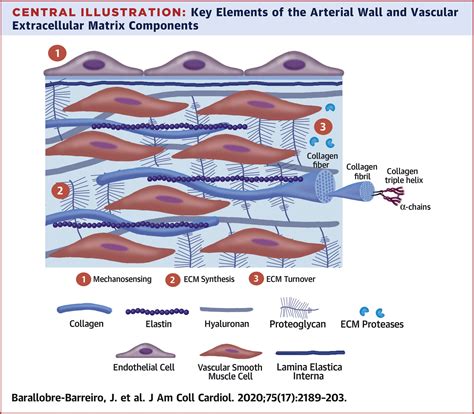 Extracellular Matrix In Vascular Disease Part 24 Jacc Focus Seminar