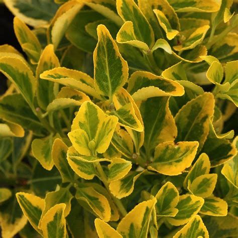 Euonymus japonicus ‘Ovatus Aureus’ – Everglades Nurseries