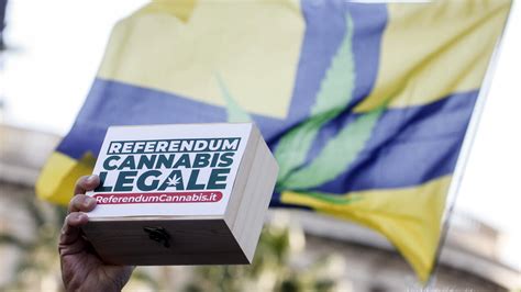 Referendum Cannabis perché è stato bocciato e cosa succede adesso