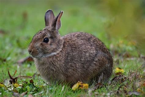 3 Types Of Rabbits In North Carolina Pictures Facts Wildlife Informer