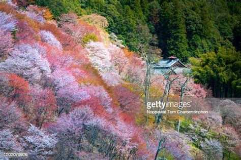 吉野山 ストックフォトと画像 Getty Images