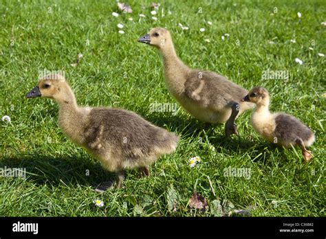 Baby Toulouse Geese Or Goslings On Grass Hampshire England United