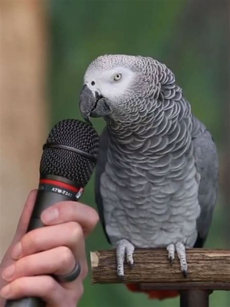 Best 11 Parrot Is Asked How He Views Himself I Fell Out Of My Chair At