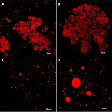 Confocal Scanning Laser Microscopy CSLM A B Giant Vesicle Like