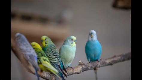 Singing Budgie Happy Song Most Beautiful Budgie Songs Ever