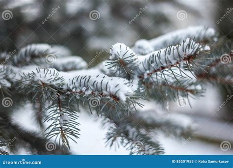 Os Ramos De Pinheiro Cobertos De Neve Fecham Se Acima Imagem De Stock